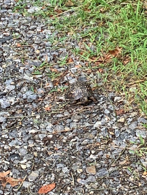 A turtle preparing for a new season