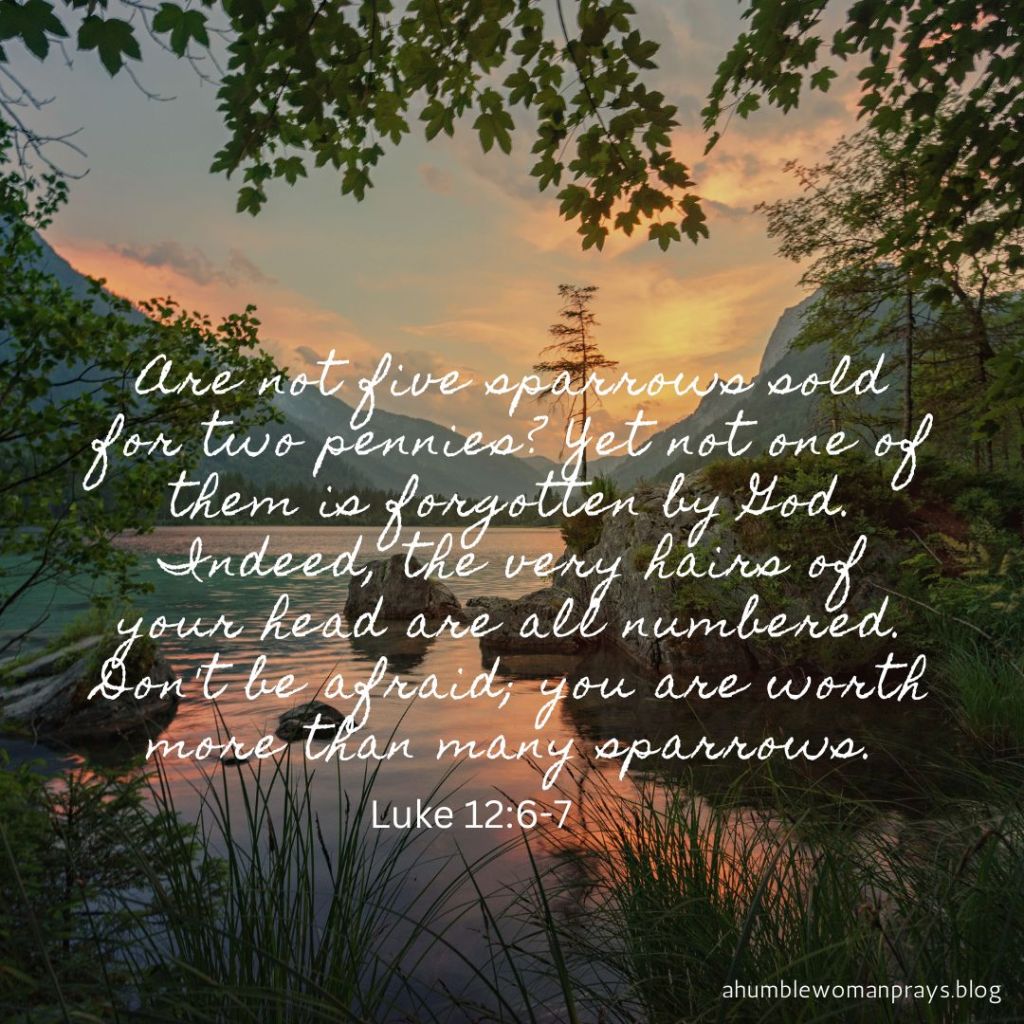 Luke 12:6-7
Don't be afraid. You are worth more than many sparrows!